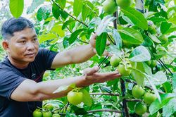 Người đàn ông Cần Thơ trồng hồng ruột nâu lạ mắt, thu 700 triệu đồng/năm