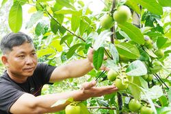 Người đàn ông Cần Thơ trồng hồng ruột nâu lạ mắt, thu 700 triệu đồng/năm