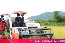 Sau mưa lớn, nông dân Hà Tĩnh hối hả thu hoạch gọn lúa hè thu