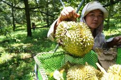 Truy xuất nguồn gốc nông sản Việt: Gần 49.000 sản phẩm được cập nhật dữ liệu