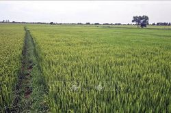 Nguồn lực từ những c&aacute;nh đồng bỏ vụ - B&agrave;i cuối: Mở lối n&acirc;ng hiệu quả nguồn lực đất đai
