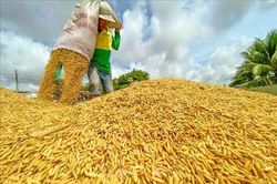 Cần Thơ: Sẽ tổ chức Festival quốc tế ngành hàng lúa gạo Việt Nam