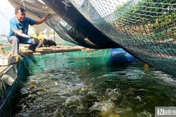 Nỗi lo đằng sau những lồng cá bạc tỷ trên sông Gianh