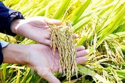 Cần Thơ sẽ tổ chức Festival quốc tế ngành hàng lúa gạo Việt Nam