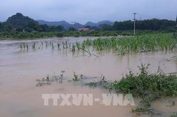 Chủ động bảo vệ sản xuất nông nghiệp ứng phó bão số 4