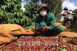 Giá cà phê thế giới liên tục giảm mạnh