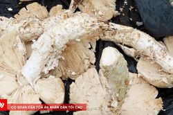 Đặc sản nấm khổng lồ chỉ có theo mùa ở Namibia