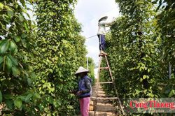 Vai trò của quản lý nhà nước trong vận hành sàn giao dịch carbon