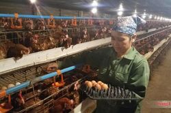 Cuộc c&aacute;ch mạng giảm ph&aacute;t thải từ đ&agrave;n b&ograve;