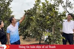 Phát triển mô hình trồng hồng tứ quý trên đất Vạn Lộc