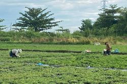 Trồng rau diếp cá cho thu nhập ổn định