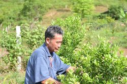 Đ&agrave; Nẵng hỗ trợ n&ocirc;ng d&acirc;n ph&aacute;t triển c&aacute;c giống c&acirc;y trồng mới