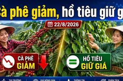 Gi&aacute; c&agrave; ph&ecirc;, hồ ti&ecirc;u h&ocirc;m nay 22/8: C&agrave; ph&ecirc; giảm s&acirc;u, gi&aacute; ti&ecirc;u đi ngang