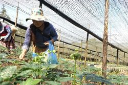 Triển khai hiệu quả Nghị quyết của HĐND tỉnh về ch&iacute;nh s&aacute;ch khuyến kh&iacute;ch, hỗ trợ ph&aacute;t triển dược liệu