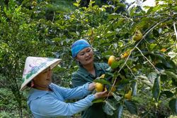 Niềm vui mùa hồng giòn ở Mường Khương