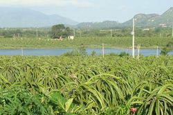 Chủ động thích ứng, giữ màu xanh trên vùng đất phía Đông