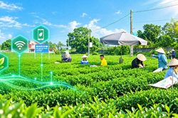 Chè Thái Nguyên trên hành trình số hóa