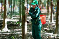 Ng&agrave;y 22/8: Gi&aacute; cao su thế giới tiếp đ&agrave; tăng