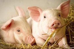 Ngày 22/8: Giá heo hơi dao động trong khoảng 56.000 - 58.000 đồng/kg