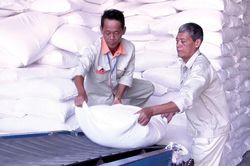 Kiểm tra việc đấu thầu, nhập gạo dự trữ quốc gia