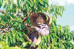 Giá cà phê được hỗ trợ từ lượng hàng tồn kho thấp trong ngắn hạn