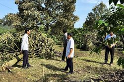 Ám ảnh lốc xoáy tại Đạ Huoai (Lâm Đồng): Nước mắt nhà nông gục ngã cùng hàng trăm gốc "cây tỷ phú"