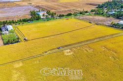 Phấn đấu đạt 6.000 ha lúa chất lượng cao, phát thải thấp năm 2026