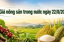 N&ocirc;ng sản ng&agrave;y 22/8: Sầu ri&ecirc;ng giữ gi&aacute; v&ugrave;ng cao, c&agrave; ph&ecirc; tăng nhẹ