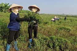 Xã Phú Xuyên: Nhanh chóng thu hoạch cây dược liệu, phòng ngừa thiên tai