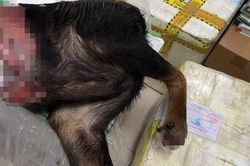 Khởi tố người đàn ông vận chuyển 48,5kg sơn dương đến Sa Pa tìm mối tiêu thụ