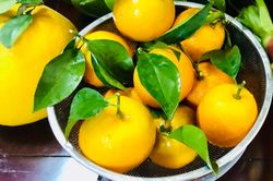 Ngày nào cũng ăn cam quýt, bưởi, điều gì sẽ xảy ra?