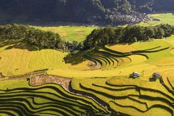 Chấn chỉnh tình trạng thu thêm tiền khách ngắm lúa ở Mù Cang Chải