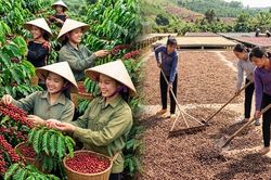 Giá cà phê hôm nay 23.8 giảm mạnh, thế giới đồng loạt đỏ sàn