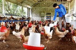 Chăn nuôi theo chuỗi giá trị gắn với truy xuất nguồn gốc