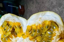 Chanh dây vàng đắt gấp nhiều lần chanh dây thường, khách vẫn săn mua