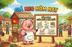 Giá heo hơi hôm nay 23/8: Cuối tuần tăng nhẹ, dao động trong vùng giá 56.000 - 58.000 đồng/kg