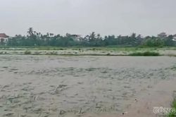 Hải Phòng: 5.000 ha diện tích sản xuất nông nghiệp bị ngập trong nước