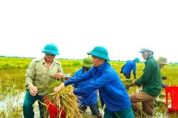 Công an, thanh niên xuống đồng gặt lúa giúp người dân sau mưa lớn