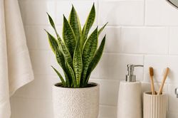 Những cây cảnh thích hợp trồng trong phòng tắm