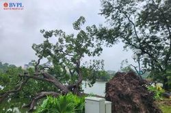 Ba cây xanh ven hồ Hoàn Kiếm bị bật gốc, đổ xuống
