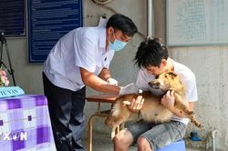 Bộ Y tế: Tăng cường giám sát, hạn chế thấp nhất ca tử vong do bệnh dại