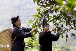 Đánh thức giá trị chè Shan tuyết cổ thụ Đồng Phúc