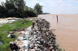 Sạt lở đê bao sông Hậu qua Cù Lao Dung uy hiếp hàng trăm hộ dân