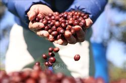 Giá cà phê trong nước tăng ngược chiều với thị trường thế giới