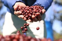 Giá cà phê trong nước tăng ngược chiều với thị trường thế giới
