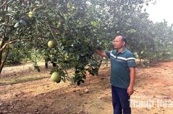 Về quê lập nghiệp, năng động làm giàu