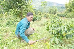 Mường Mùn giảm nghèo từ cây trồng chủ lực