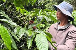 Quét mã nông sản có thể biết gì về vùng trồng và lô hàng?