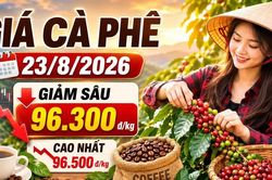 Giá cà phê hôm nay 23/8/2026 giảm sâu, cao nhất còn 96.500 đồng/kg