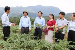 Phát triển dược liệu phải đồng bộ từ giống, vùng nguyên liệu đến chế biến, tiêu thụ
